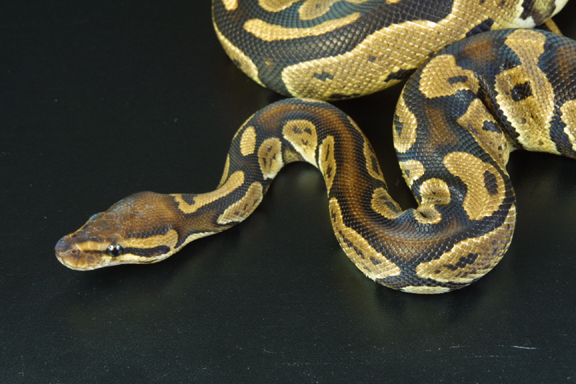 granite female
