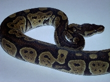 My new granite female
