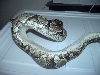 pos yellow belly