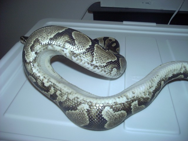pos yellow belly