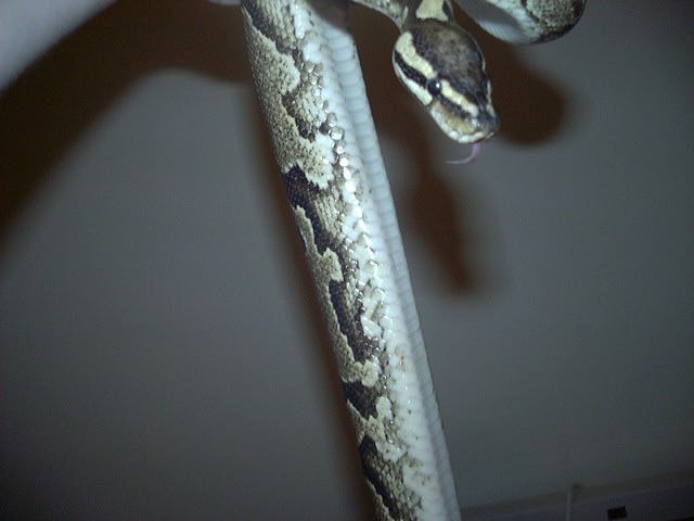pos yellow belly