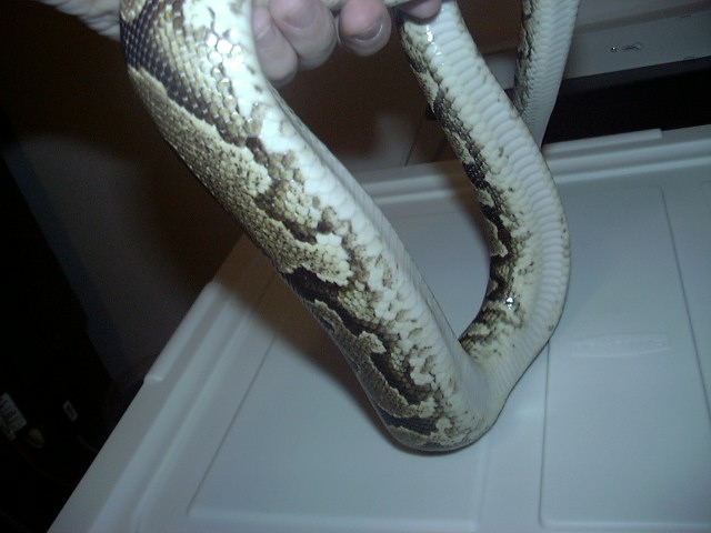 pos yellow belly