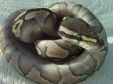 lesser platty