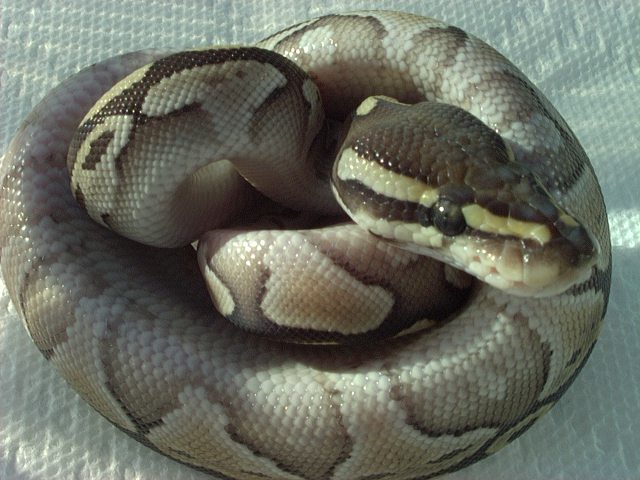 lesser platty