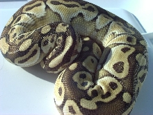 my new male lesser platty