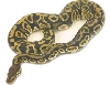 lab female