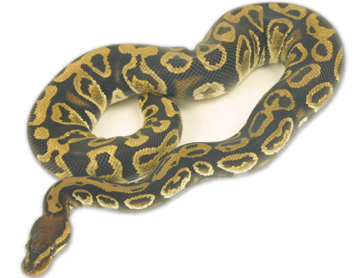 lab female