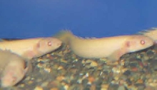 albino birchir