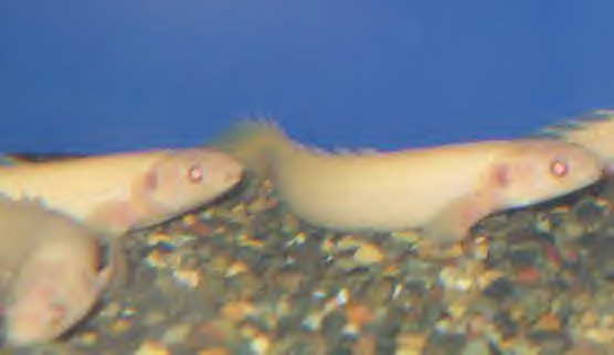 albino birchir