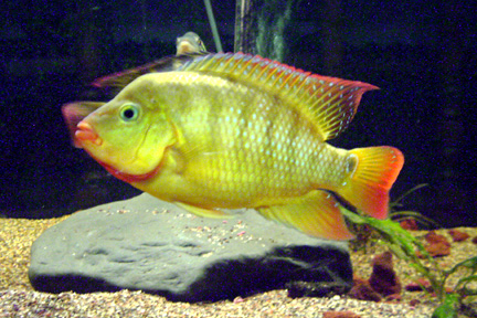 Male Festae