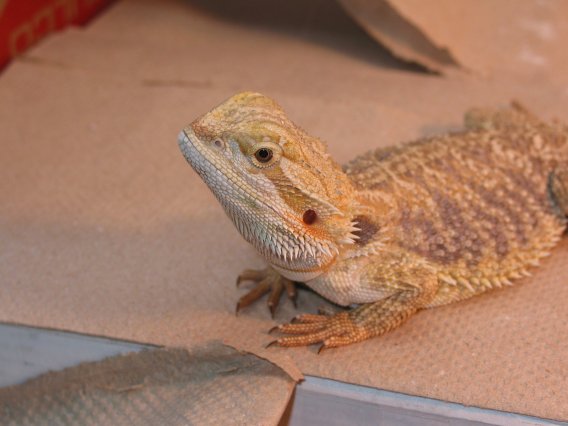Lenny