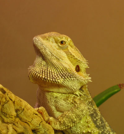 Lenny the beardie