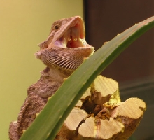 Lenny yawning