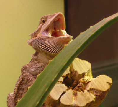 Lenny yawning