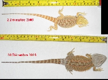 Clodine's growth