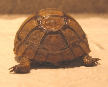 unknown tortoise (rear view)