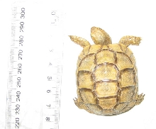 unknown tortoise