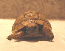 unknown tortoise (front view)