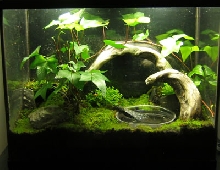 improved mantellas vivarium