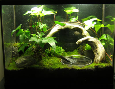 improved mantellas vivarium