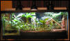 my anoles vivarium