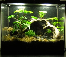 mantellas vivarium