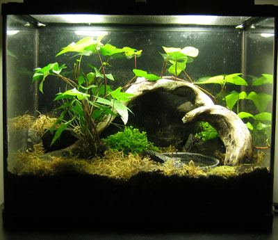 mantellas vivarium