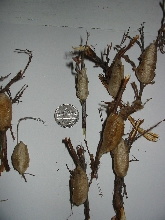 Ootheca type?