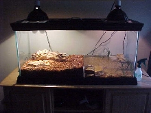 Baby Nile Tank