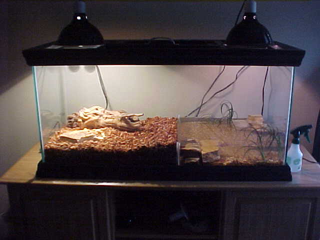 Baby Nile Tank