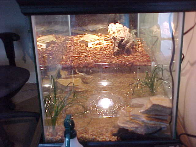 Baby Nile Tank