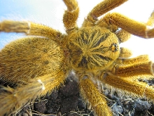 Male P. murinus