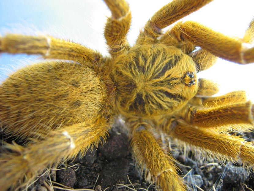 Male P. murinus