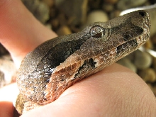 Male bcc - Rio