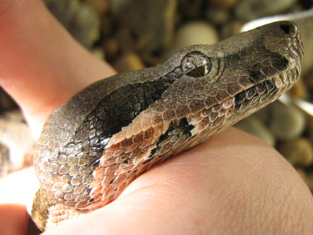 Male bcc - Rio