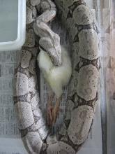 amarali - female