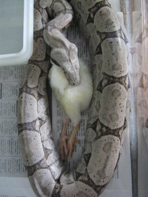 amarali - female