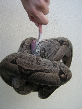 amarali