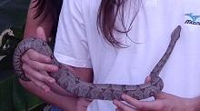 amarali and me - 2004