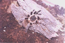 Lasiodora parahybana
