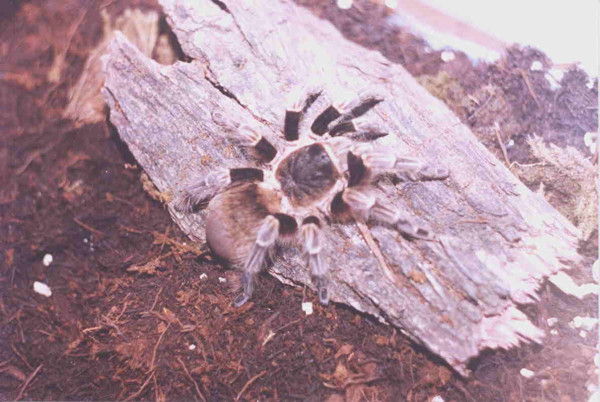 Lasiodora parahybana