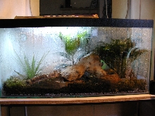 Tank setup