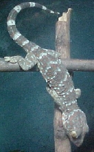 Demon..my juvi tokay