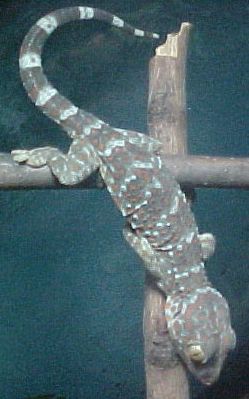 Demon..my juvi tokay
