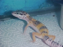 Frito in the rehab tank