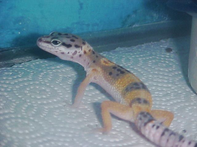 Frito in the rehab tank