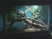 Tokay setup