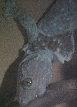 tokay in mid shed 2