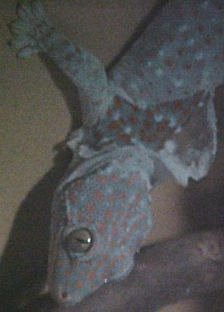 tokay in mid shed 2