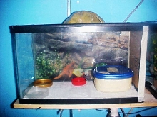 Leo Rehab tank